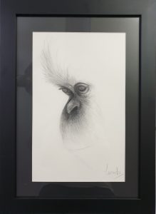drawing, grpahite, gorilla face