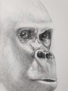 Gorilla 2 | Drawing Classes | Tutoring Information | Lucinda's Studio