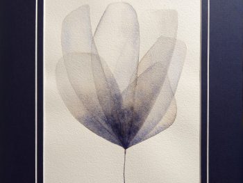 A delicate watercolour inspired by petals, Original Australian watercolour floral painting exploring colour, form and the fluid versatility of watercolour.