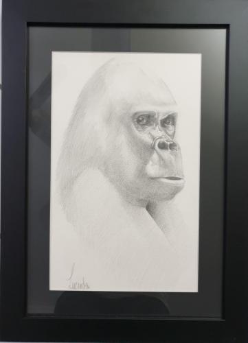 Proud -Graphite on paper - Framed, ready to hang -33 x 45 cms -$165